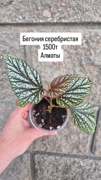 Комнатные растения