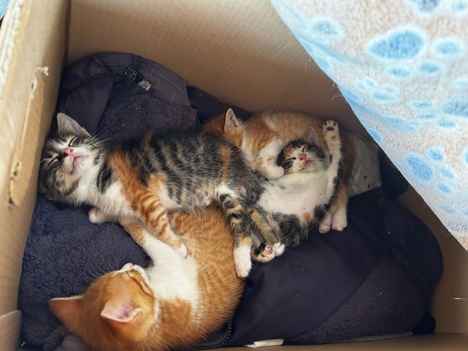 Se dau spre adopție pisoi
