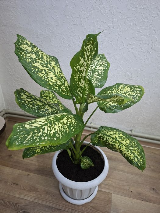 Продам комнатный цветок - Диффенбахия
