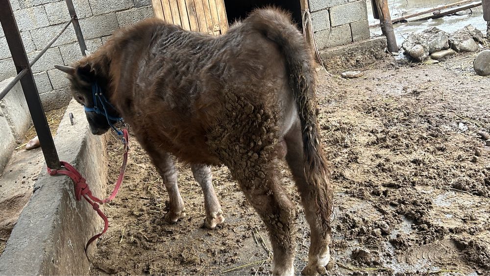 Быр жарым жасар бұқа сатылады