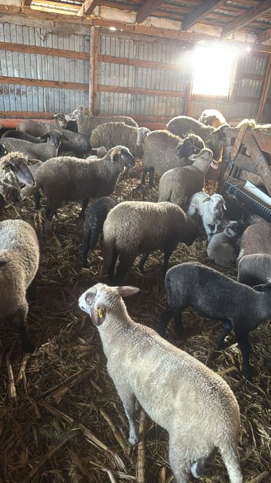 Oii cu miei langa ele