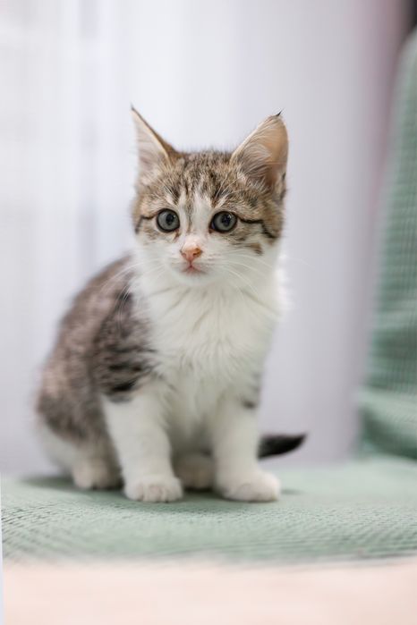 Котенок в добрые руки