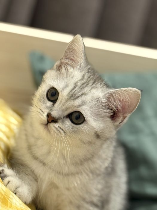 Британец страйт