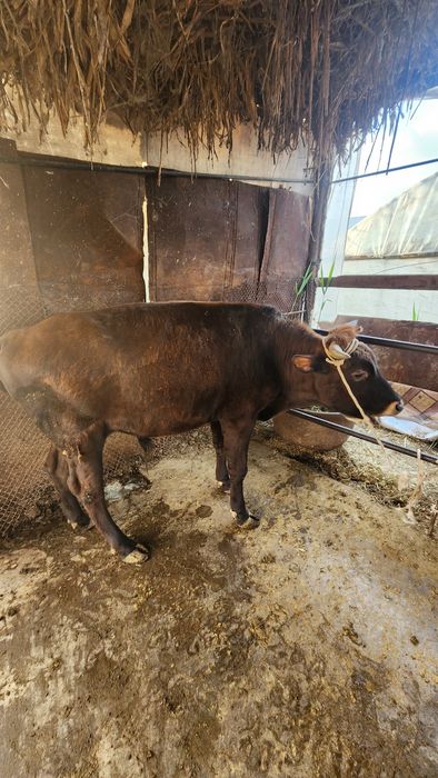 Мол сотилади Бухоро