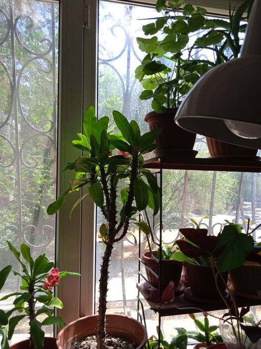 Цветы домашние продаются