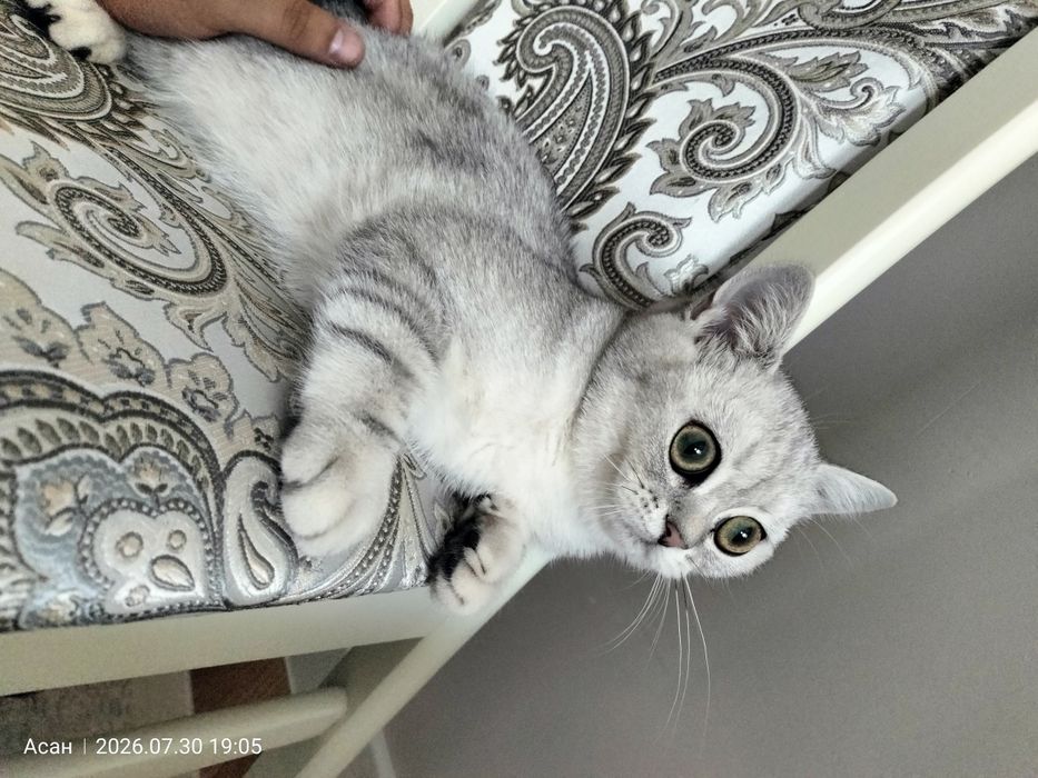 Отдам в добрые руки кошка