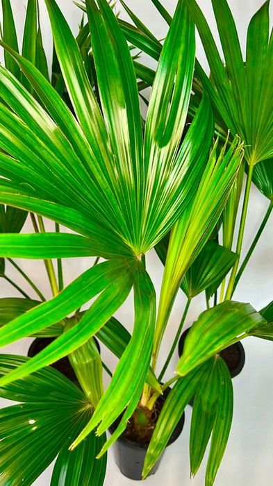 Пальма Вашингтония 80-85см