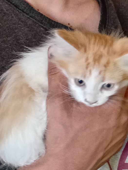 Котики ищут семью