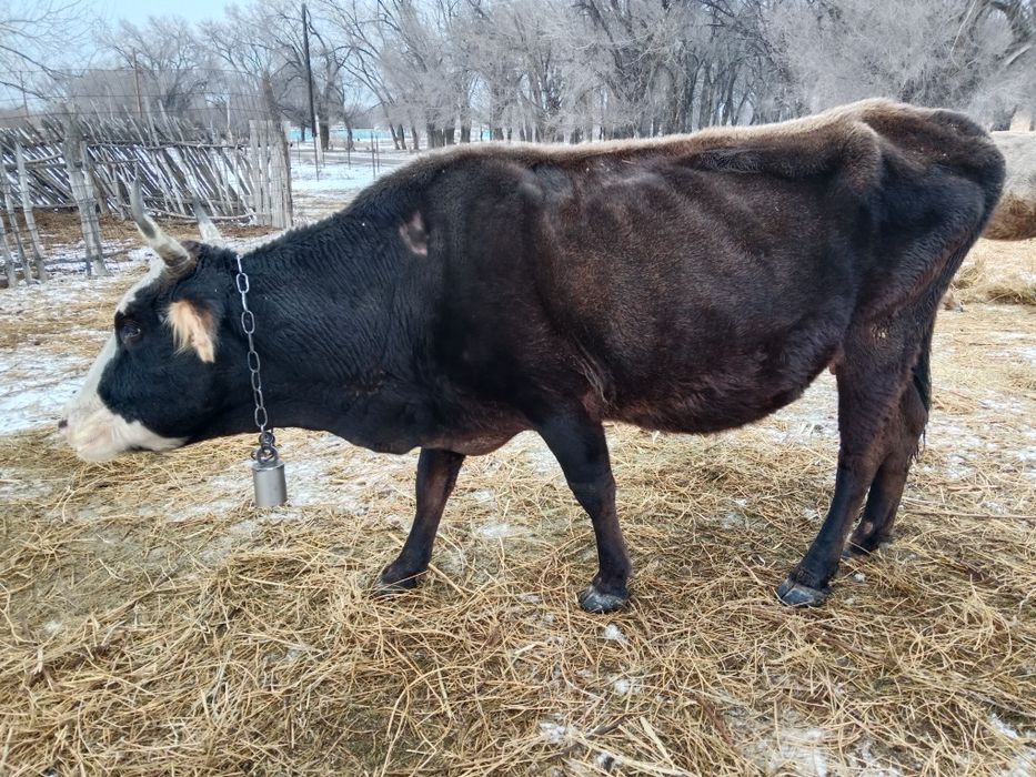 Продам  Стельную Корову