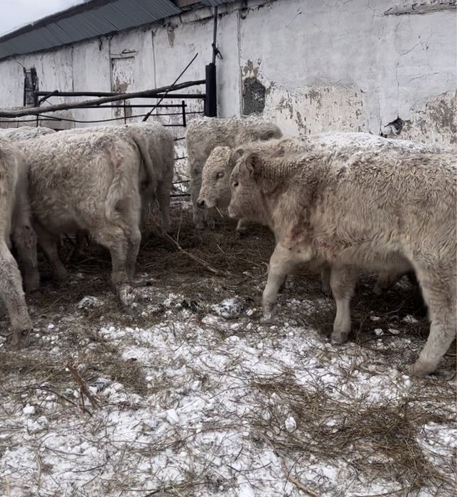 Аулиекольская Быки