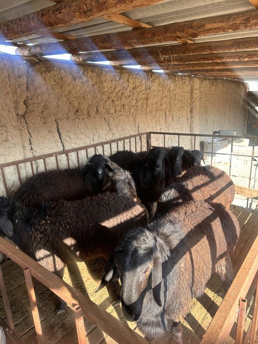 Қошқарлар сатылвды