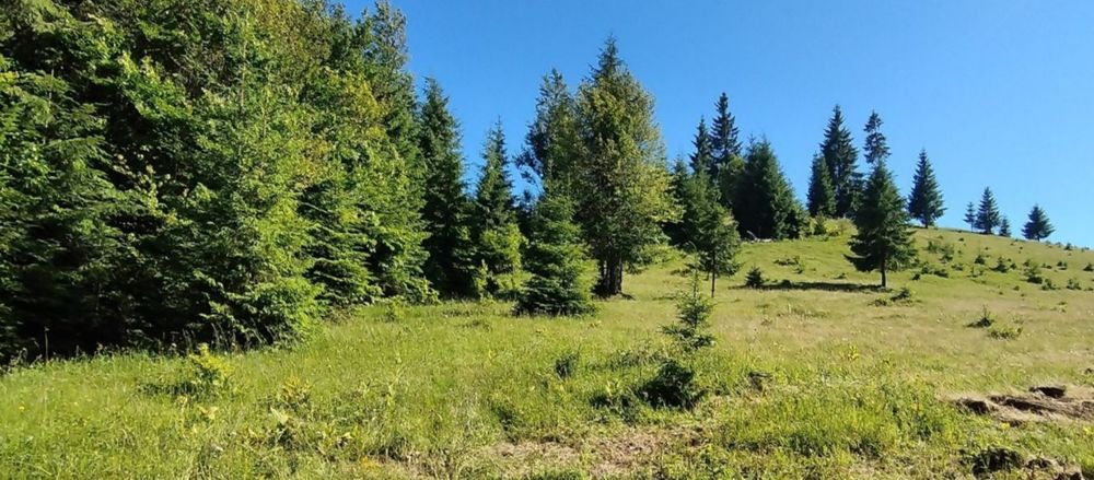TEREN Tihuța /  jud BN 960 Euro/ar