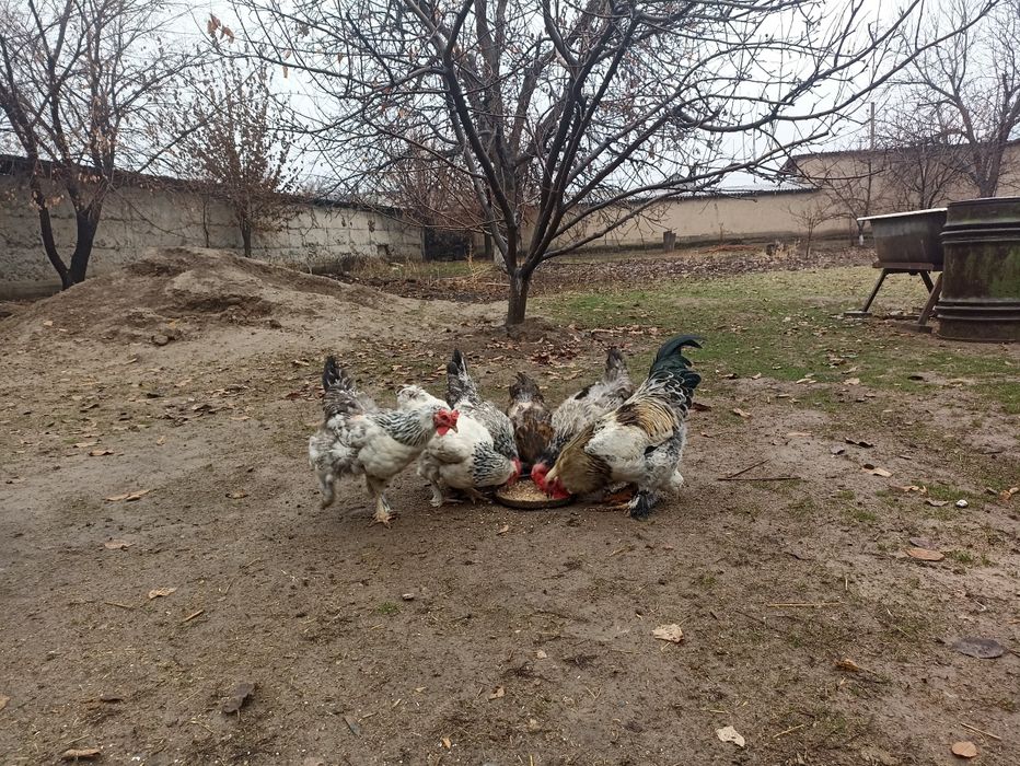 Куры ..тауктар коразымен