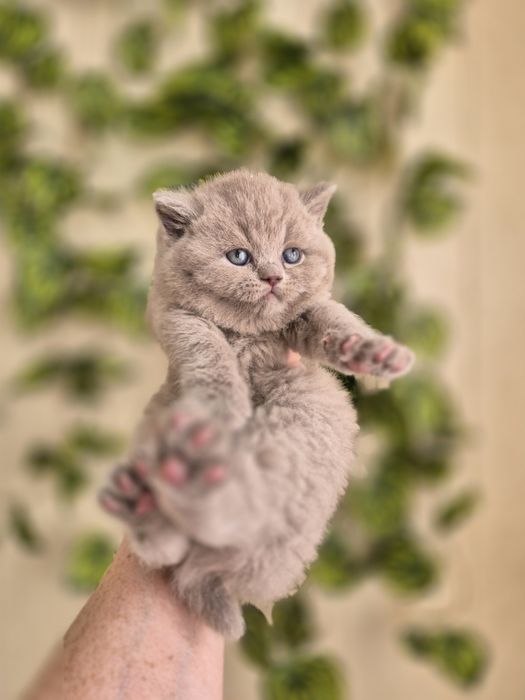 Продаётся британский кш