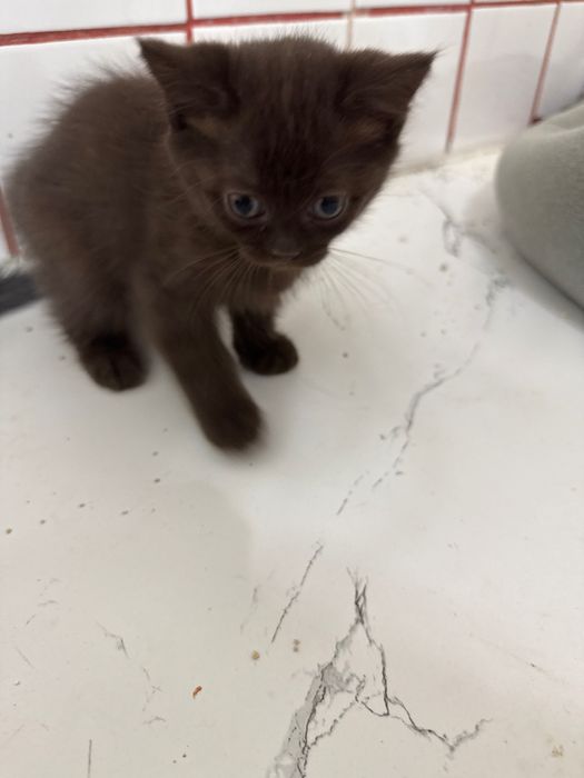 Котята  полукровки