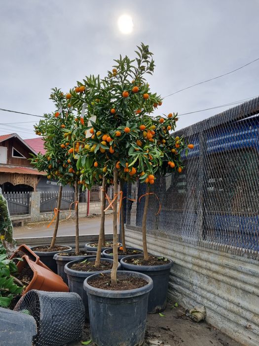 Avem la vânzare  lămâi si mandarin