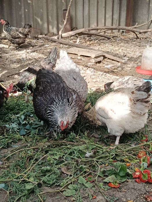 Продам домашних курей и петухов