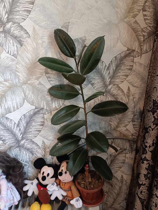 Продам цветок фикус каучуканосный