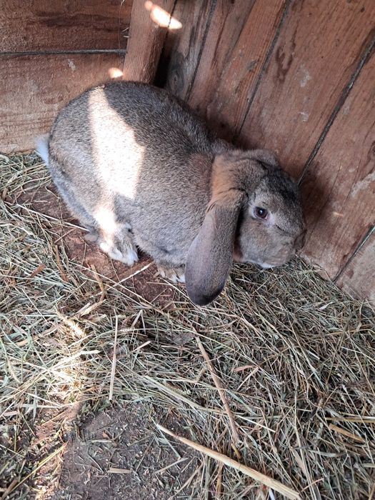 Vand iepuri berbec german