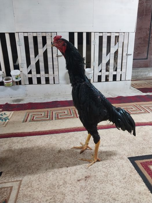 Боицовая птица хороших кровеи