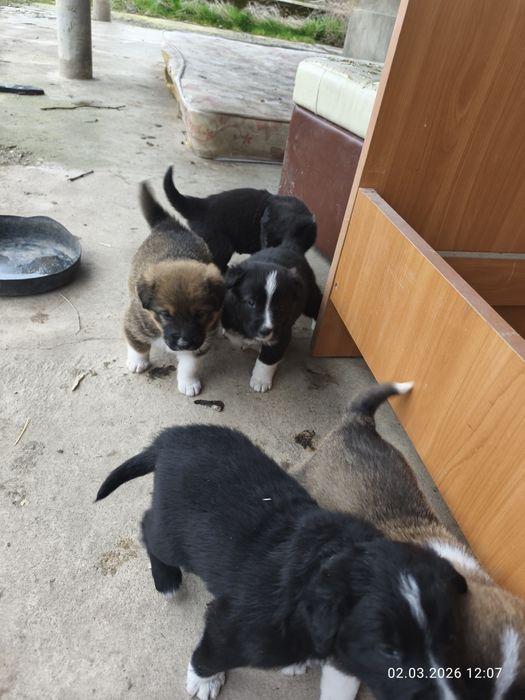 Отдам щенков в добрые руки