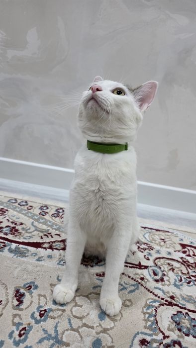 Взрослая Кошка в добрые руки