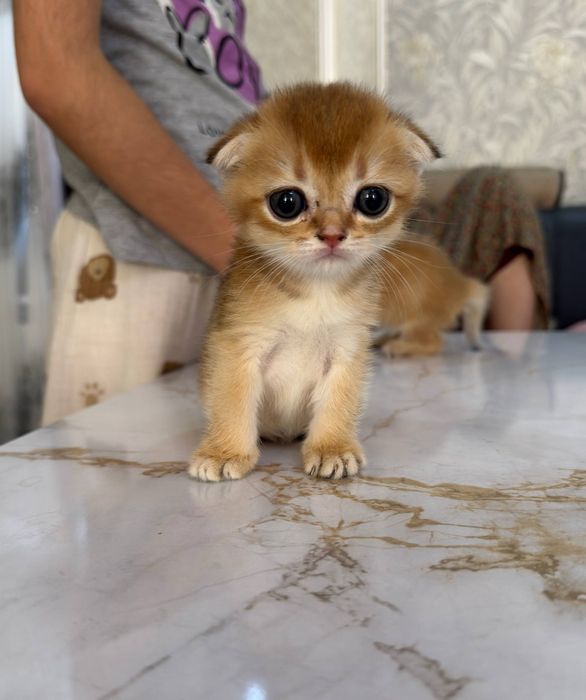 Шиншилла котёнок