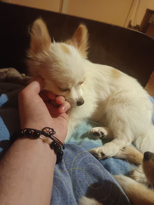 Мини шпиц мъжко и женско