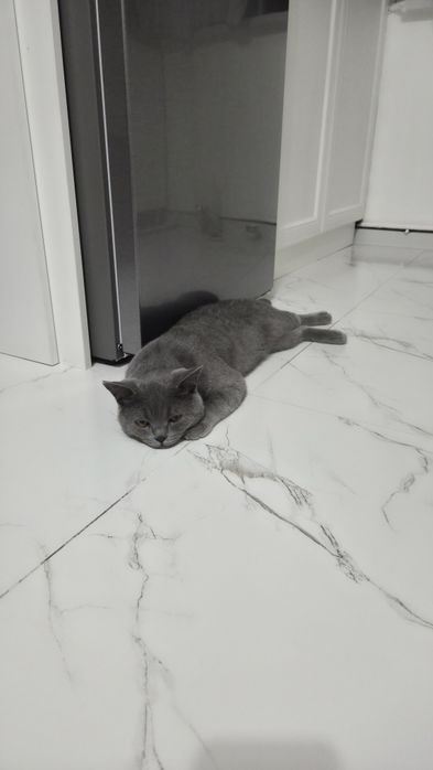 Продаётся кот скоттиш-страйт 2 года не кастрированны