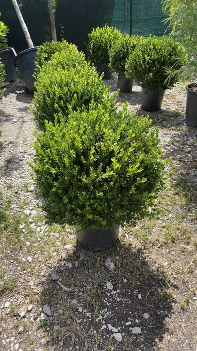 Vindem diferite specii de plante globulare