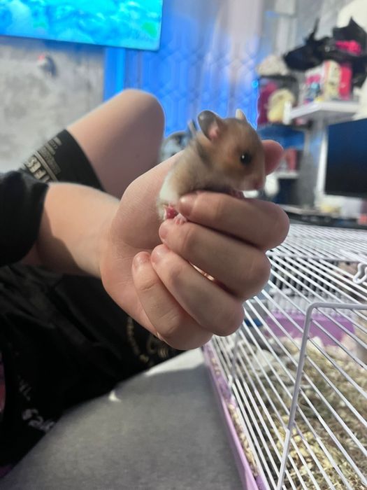 Hamster sirian de vanzare
