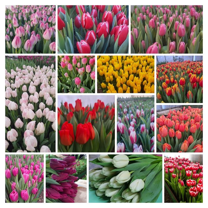 Голандские тюльпаны оптом