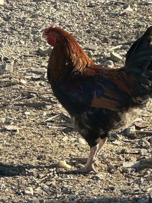 Петух молодой красивый чёрно-красный