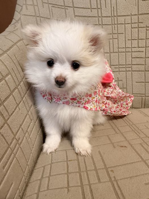 Мини немски шпиц