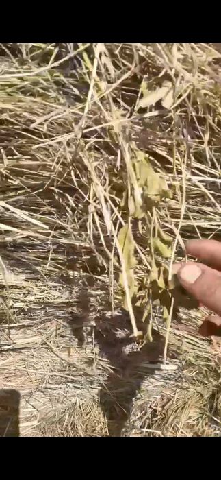 Продам сено в рулоннах