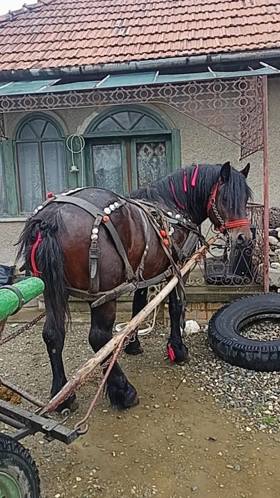 Vând armăsar de trei ani