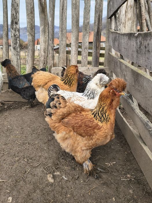 Ouă pentru incubat, găini moțate și bărboase.gainile sunt vaccinate.