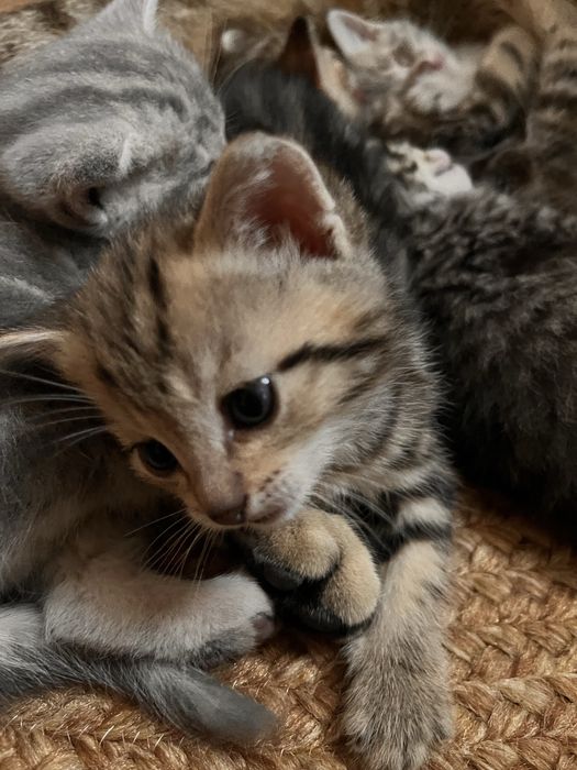 котята британцы красивый окрас