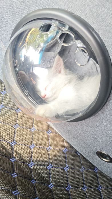 Переноска сумка для кошек домик