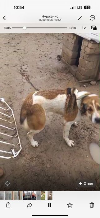 Алабай ұрғашы ит сатылады .2025 жылы мартта туылған