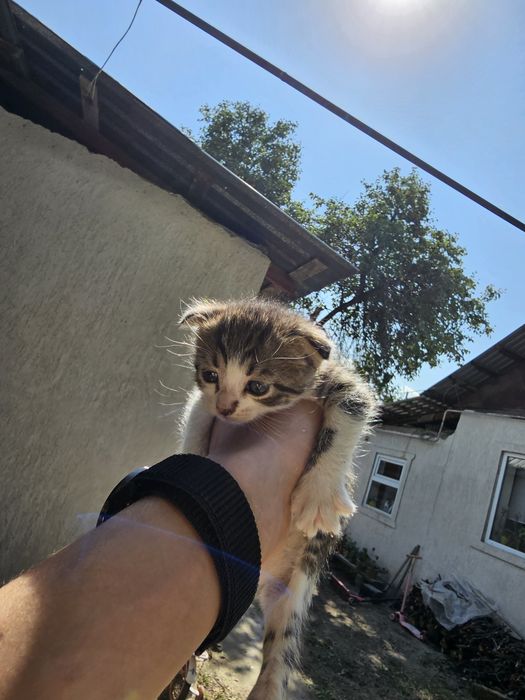 4 котят пол пока не всех знаю