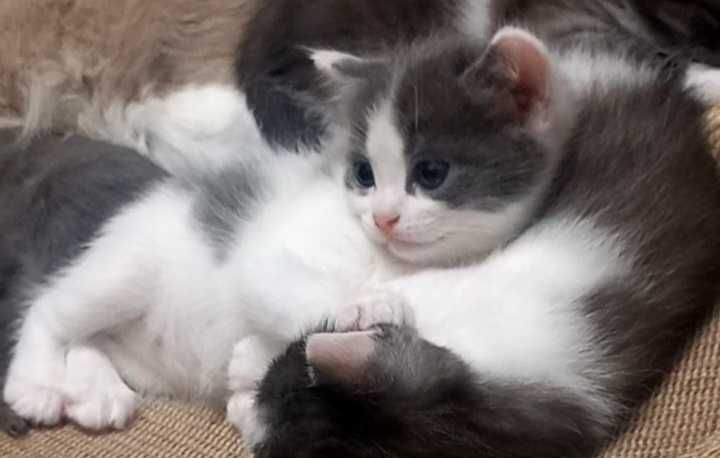 Котята в надёжные руки.