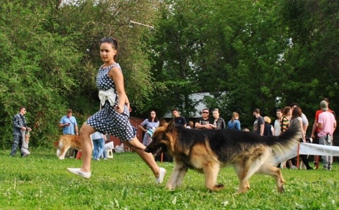 Немецкая овчарка на вязку