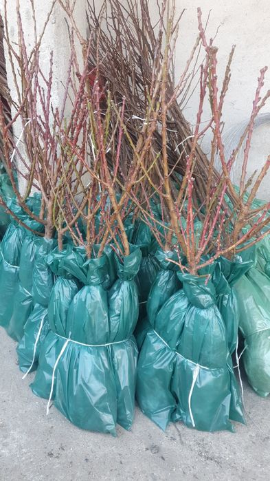 Pomi si vita de vie ambalată