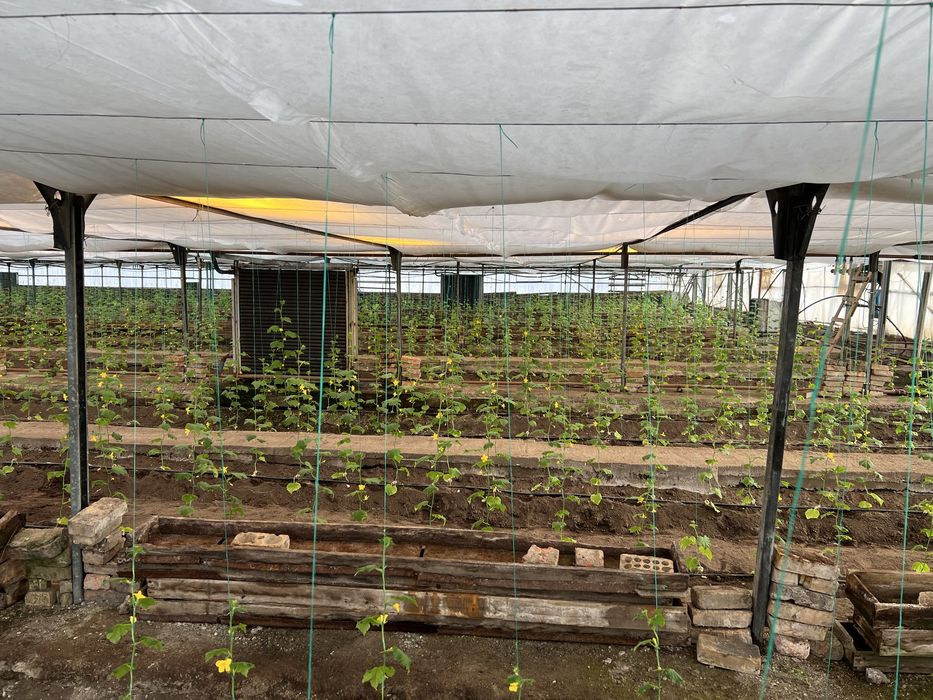 Теплица каркасная комплект 2500 м2