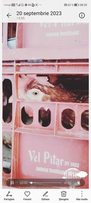 Gaini de oua în ciclu de ouat de 3-4 luni si cocosi