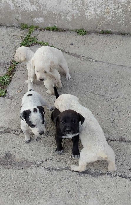 Щенки куртцхаар 5000 тенге