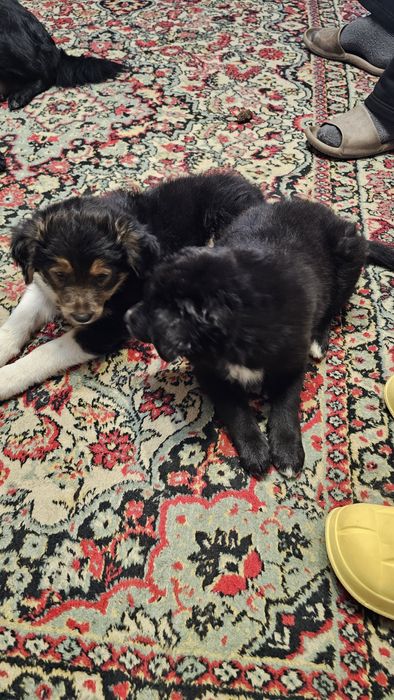 Отдам в хорошие руки щенков