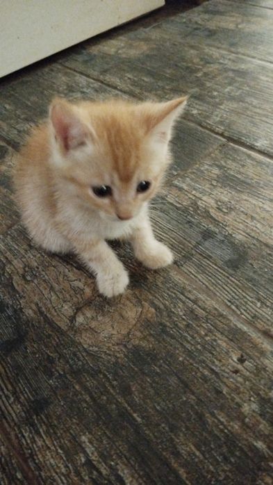 Котята  3месяца , крысоловыв добрые руки