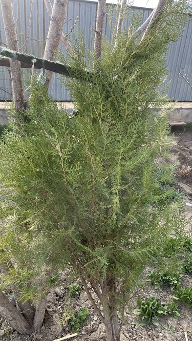 Продам Туя есть 2 шт